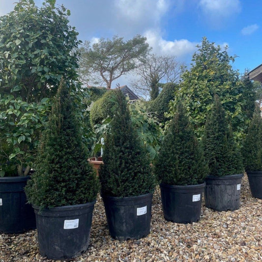 Taxus Baccata Pyramid 80-90cm 30L - Buy Plants Online from  Web Garden Centre - Just £170! 