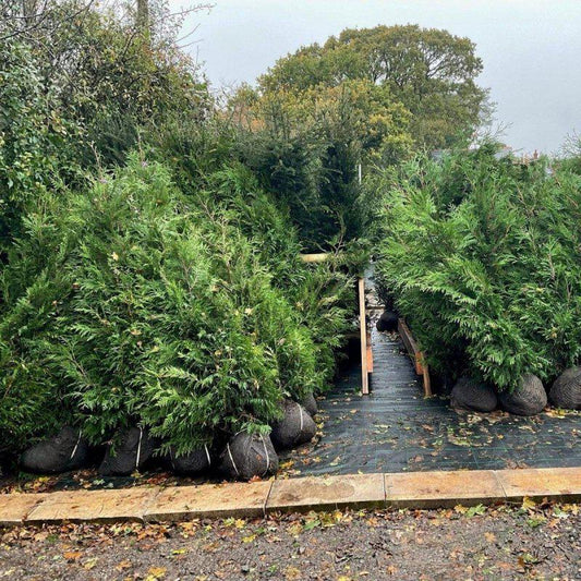 Thuja Plicata 'Martin' Root Ball Hedging - Buy Plants Online at Web Garden Centre