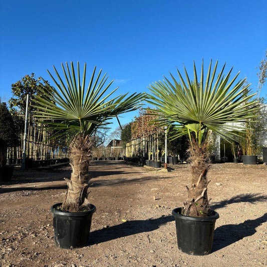Trachycarpus Fortunei  (Chusan Palm Tree) - Buy Plants Online at Web Garden Centre
