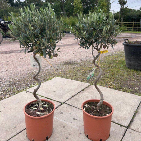 Twisted Olive Tree 70-80cm 5L - Buy Plants Online at Web Garden Centre