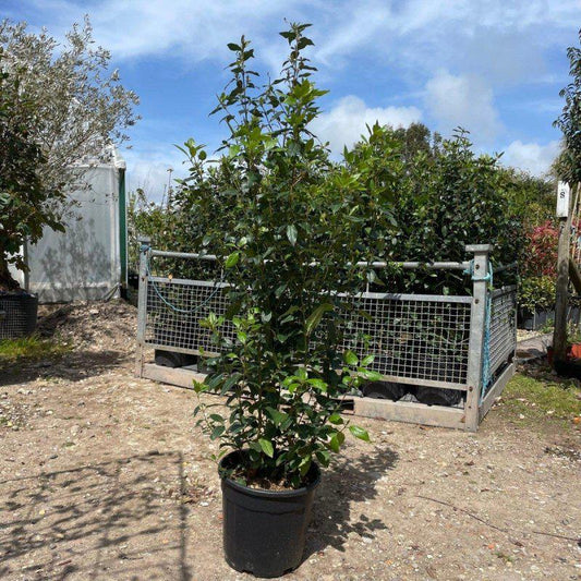 Viburnum Tinus 100-120cm 18L - Buy Plants Online at Web Garden Centre