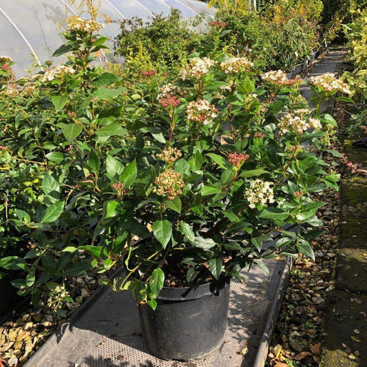 Viburnum Tinus 50-60cm 10L - Buy Plants Online at Web Garden Centre