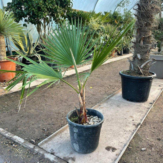 Washingtonia Robusta Palm 7.5L - Buy Plants Online at Web Garden Centre