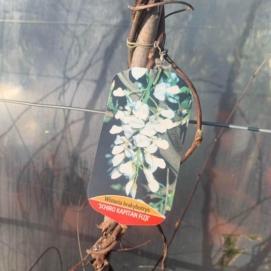 Wisteria 'Shiro Kapitan Fuji' 190cm 10L - Buy Plants Online from  Web Garden Centre - Just £50! 