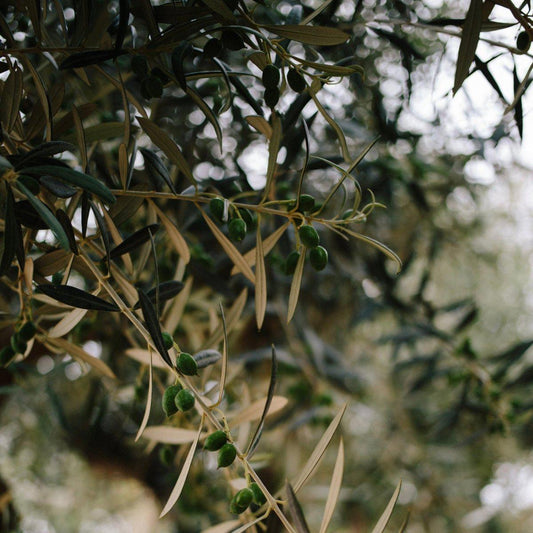 Olive Tree Varieties that Thrive in the UK: A Comprehensive Guide