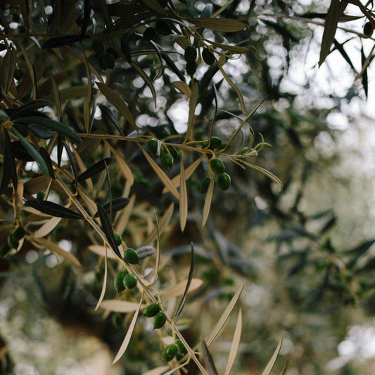 Olive Tree Varieties that Thrive in the UK: A Comprehensive Guide 2025