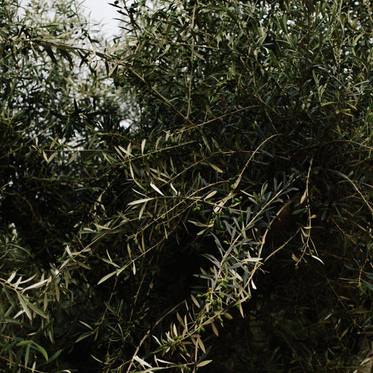 Common Olive Tree Diseases and How to Prevent Them 2024