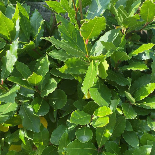 Bay Laurel Hedging