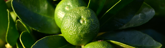 Calamondin Citrus Tree Care Guide – UK Growing Tips 2025