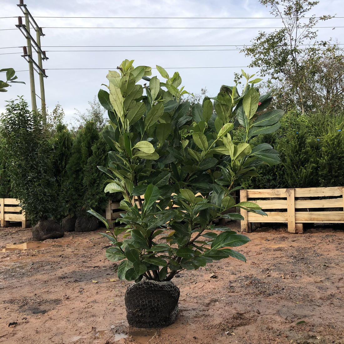 Choosing the Right Species for Your Rootball Hedge: A UK Guide