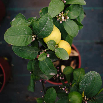 Growing Citrus Trees in the UK: Essential Tips for Key Limes, Seville Oranges, and More