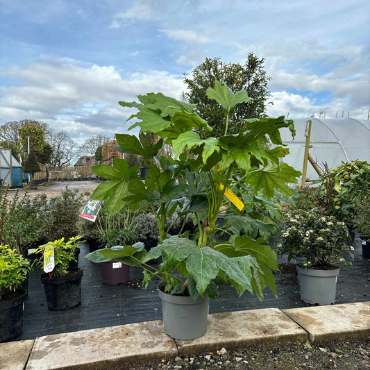 How to Care for Fatsia Japonica in the UK 2024: Essential Tips for Thriving Plants