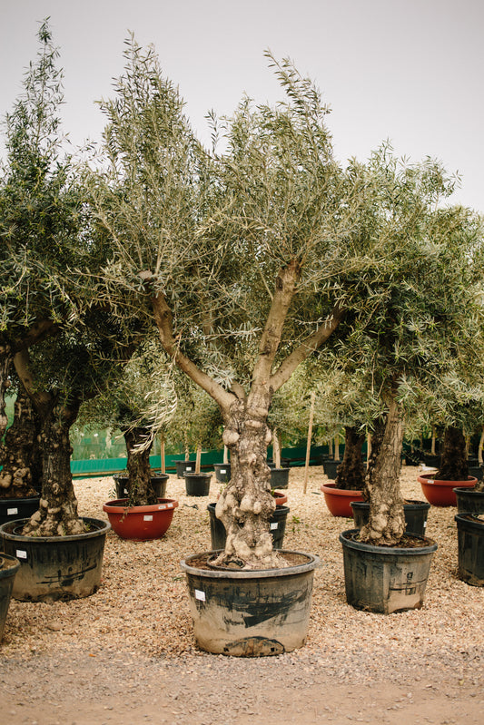 Comprehensive Guide to Olive Trees in the UK 2024