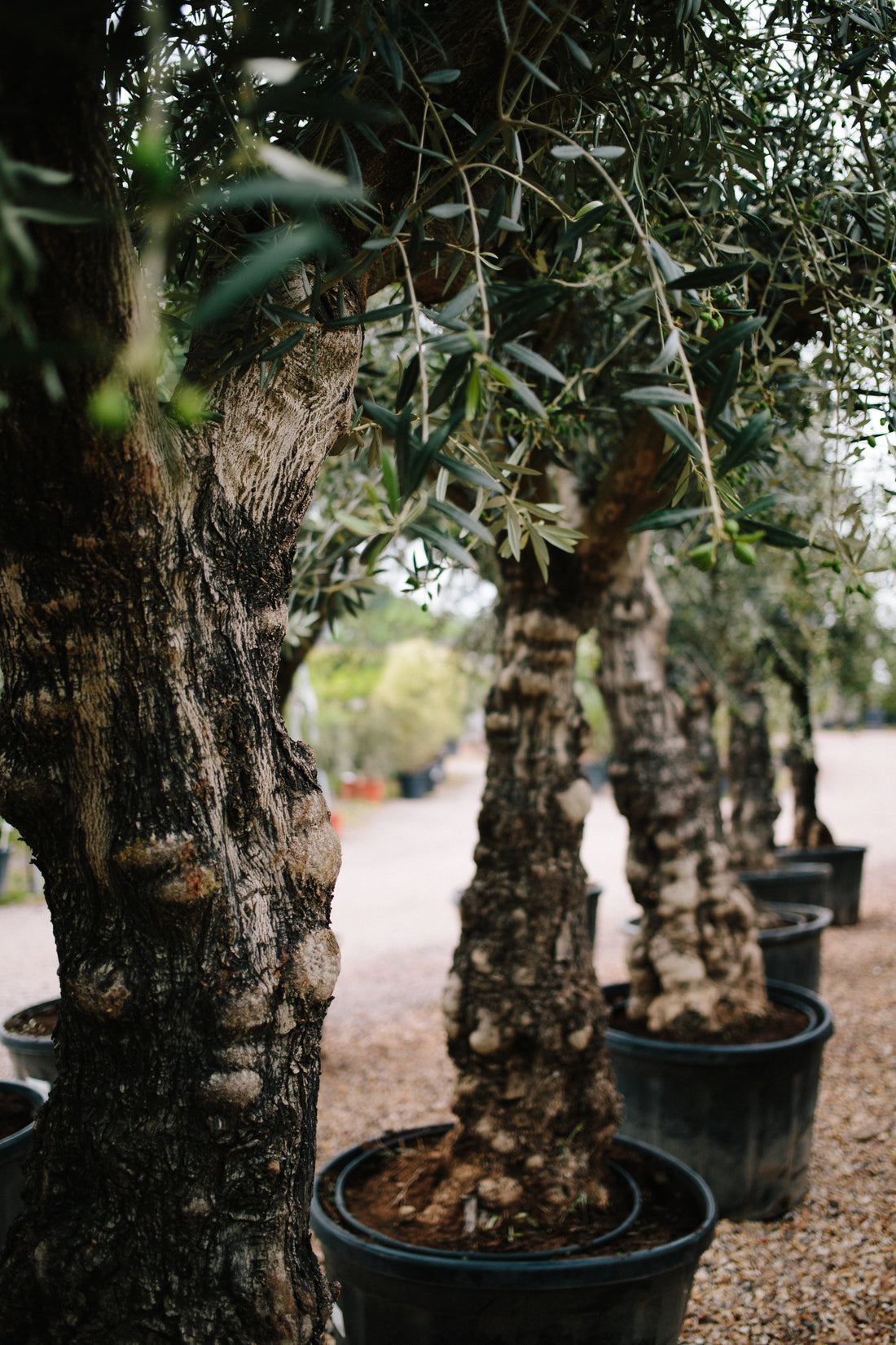 Essential Facts About Gnarled Olive Trees for UK Gardens in 2024