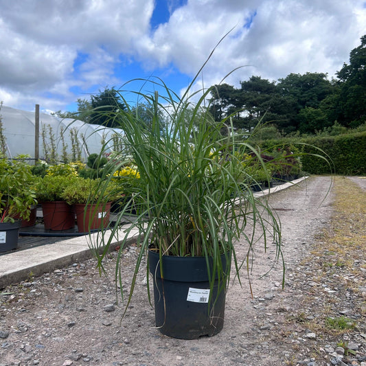 Miscanthus Sinensis Care Guide – Growing Ornamental Grasses in the UK 2025