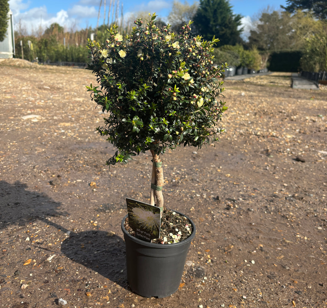 Essential Facts About Large Mini Myrtle for UK Gardens in 2024