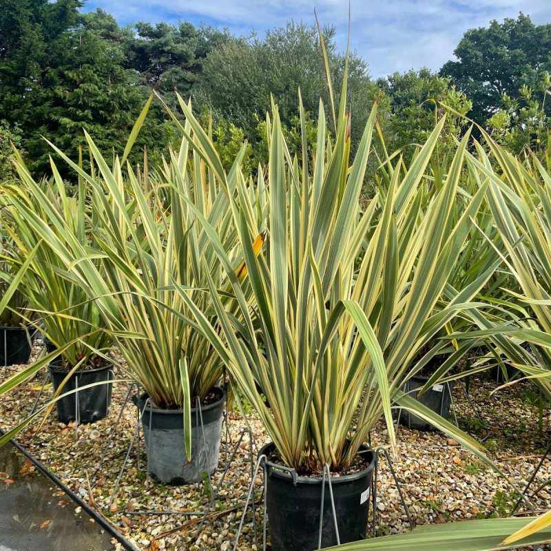 Phormium Varieties: Enhancing Colour and Structure in British Landscapes