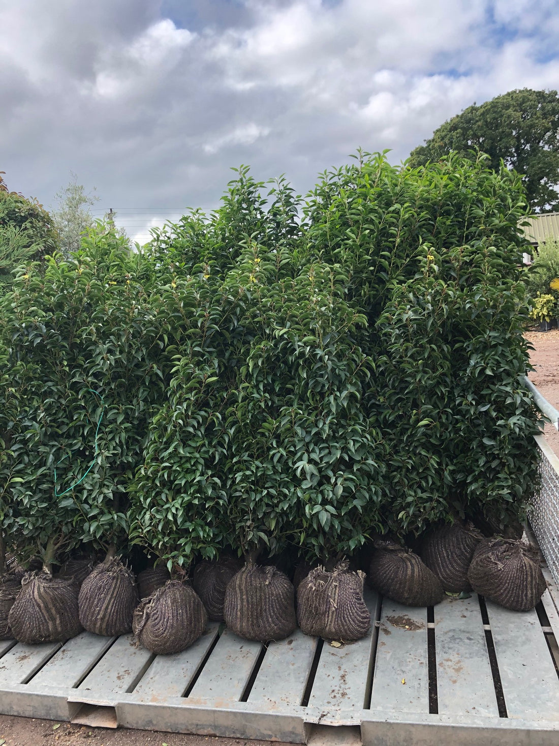 Root Ball vs Bare Root vs Container Grown Hedging: A Comprehensive Comparison for UK Gardeners