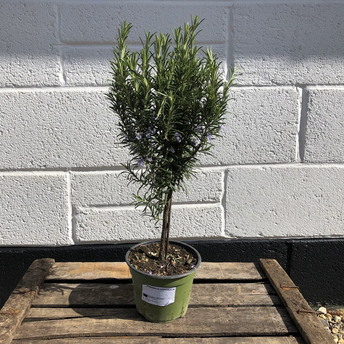 Rosemary Plant: A Fragrant and Versatile Herb for UK Gardens in 2024