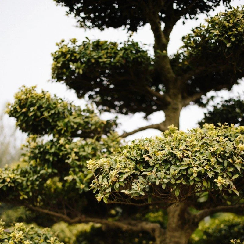 Topiary Techniques: Expert Guidance for Shaping Ilex, Taxus, and Ligustrum in UK Gardens