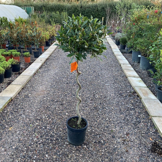 Adding Drama to Your Garden with Twisted Bay Trees: A Guide to Growing and Caring for Them - Web Garden Centre