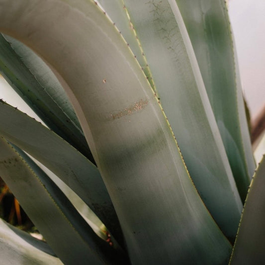 Agave for Residential and Commercial Gardens - Web Garden Centre
