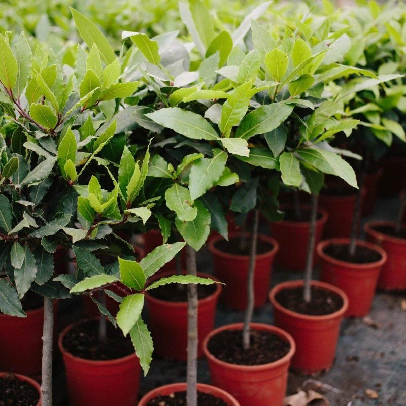 Mediterranean Flair: Cultivating Laurus nobilis (Bay Laurel) in Britain