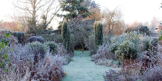 Best plants for winter garden colour - Web Garden Centre