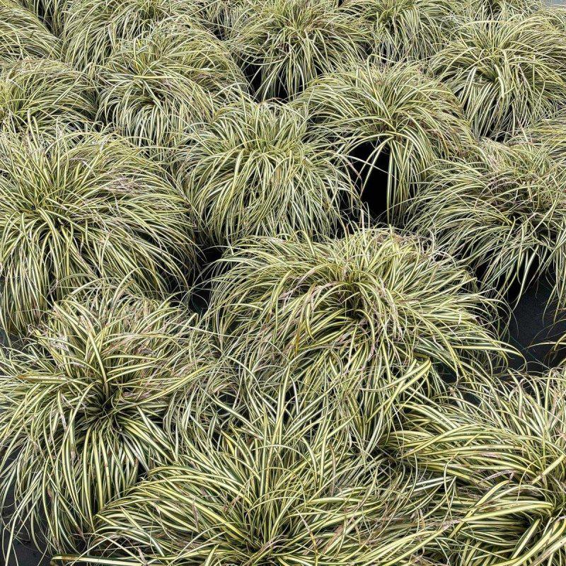 Carex 'Evergold' Care Guide – How to Grow This Ornamental Grass in the UK 2025