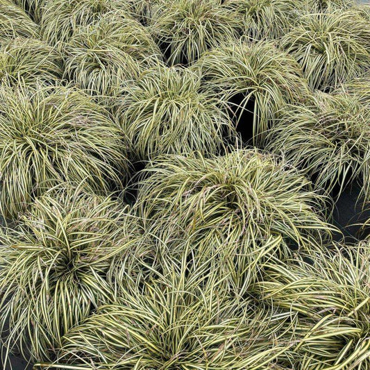 Carex 'Evergold' Care Guide – How to Grow This Ornamental Grass in the UK 2025
