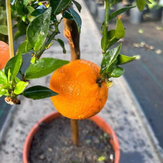 Explore the Delightful Chinotto Citrus Tree at Web Garden Centre