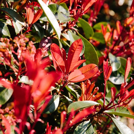 Choosing the Best Hedging for Your Garden: A Comprehensive Guide for 2024 - Web Garden Centre