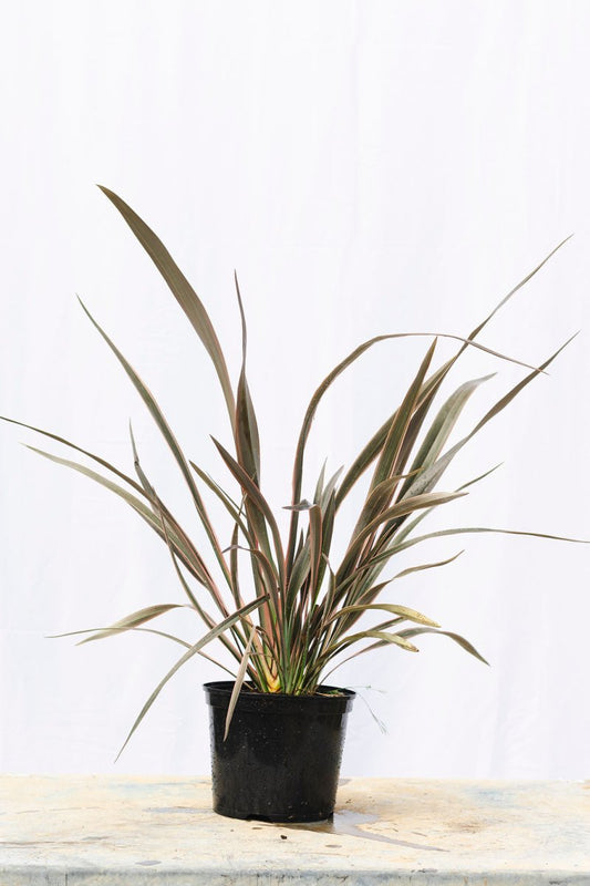 Choosing the Perfect Phormium for Your Garden: A Comprehensive Guide - Web Garden Centre
