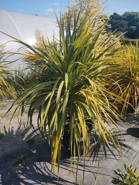 Cordyline Indivisa: A Majestic Ornamental Plant for Your Garden - Web Garden Centre