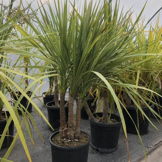 Cordyline Care Guide – How to Grow Cordylines in the UK 2025