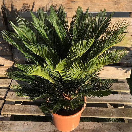 Cycad Care Guide – Growing Cycas revoluta in the UK 2025