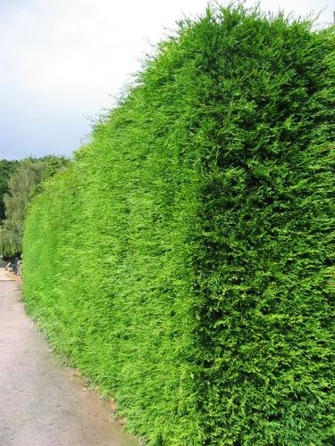 Fast Growing Hedging - Web Garden Centre