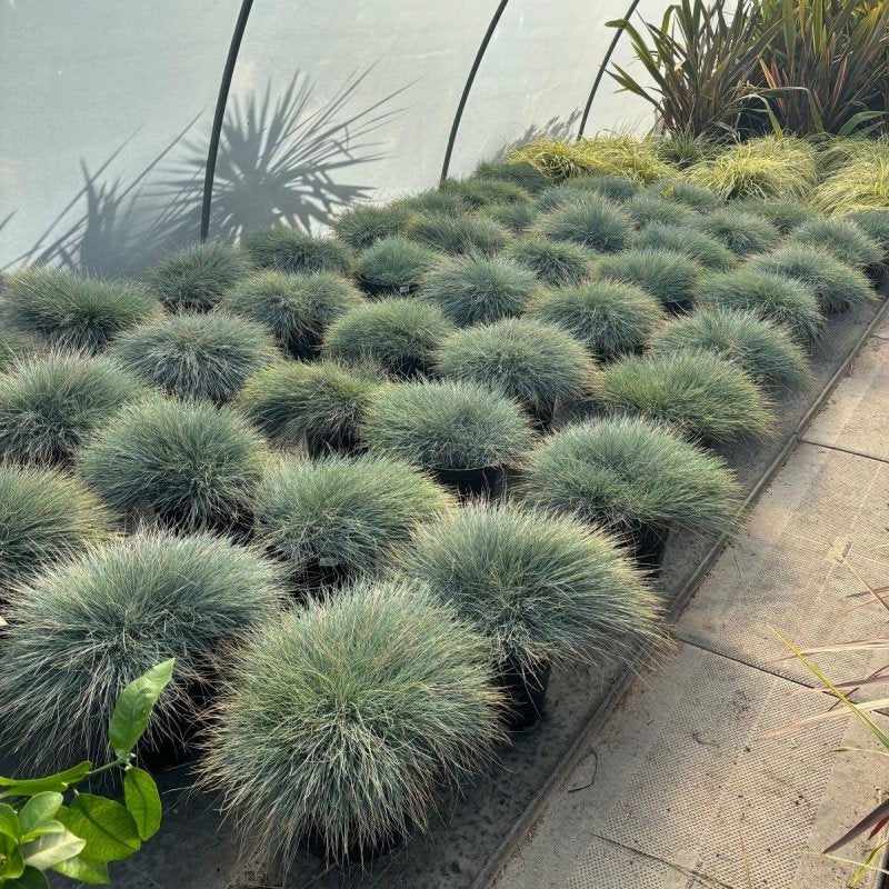 How To Care for Festuca Glauca in the UK 2024: Essential Tips for Thriving Blue Fescue