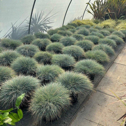 Festuca Glauca Care Guide – How to Grow Blue Fescue in the UK 2025