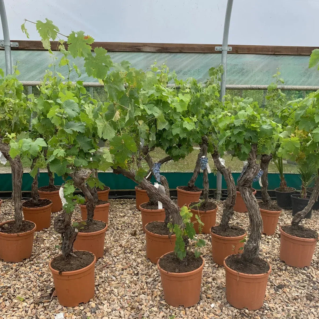 Grapevine Care Guide – Growing Vitis vinifera in the UK 2025