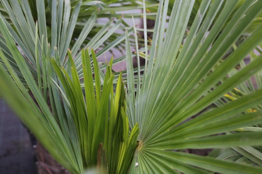Growing Healthy Trachycarpus Fortunei Plants - A Comprehensive Guide - Web Garden Centre