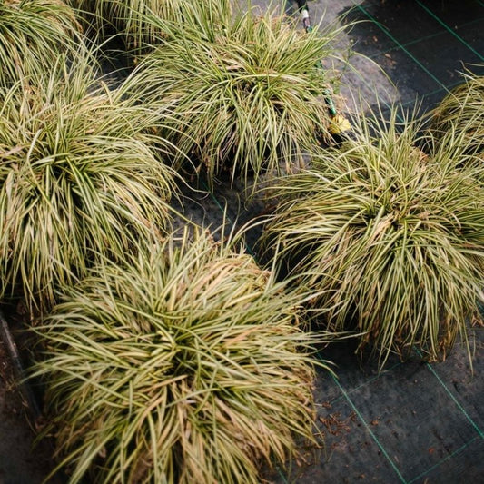 Growing Ornamental Grasses In The UK 2024: A Flourishing Trend - Web Garden Centre