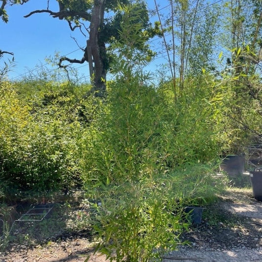 How to Care for Phyllostachys Aurea Bamboo in the UK - Web Garden Centre