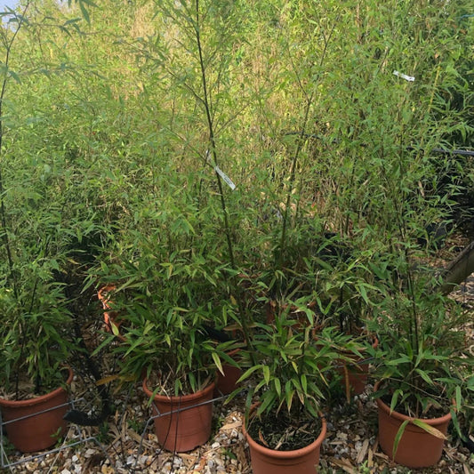 How to Care for Phyllostachys Nigra Bamboo in the UK - Web Garden Centre