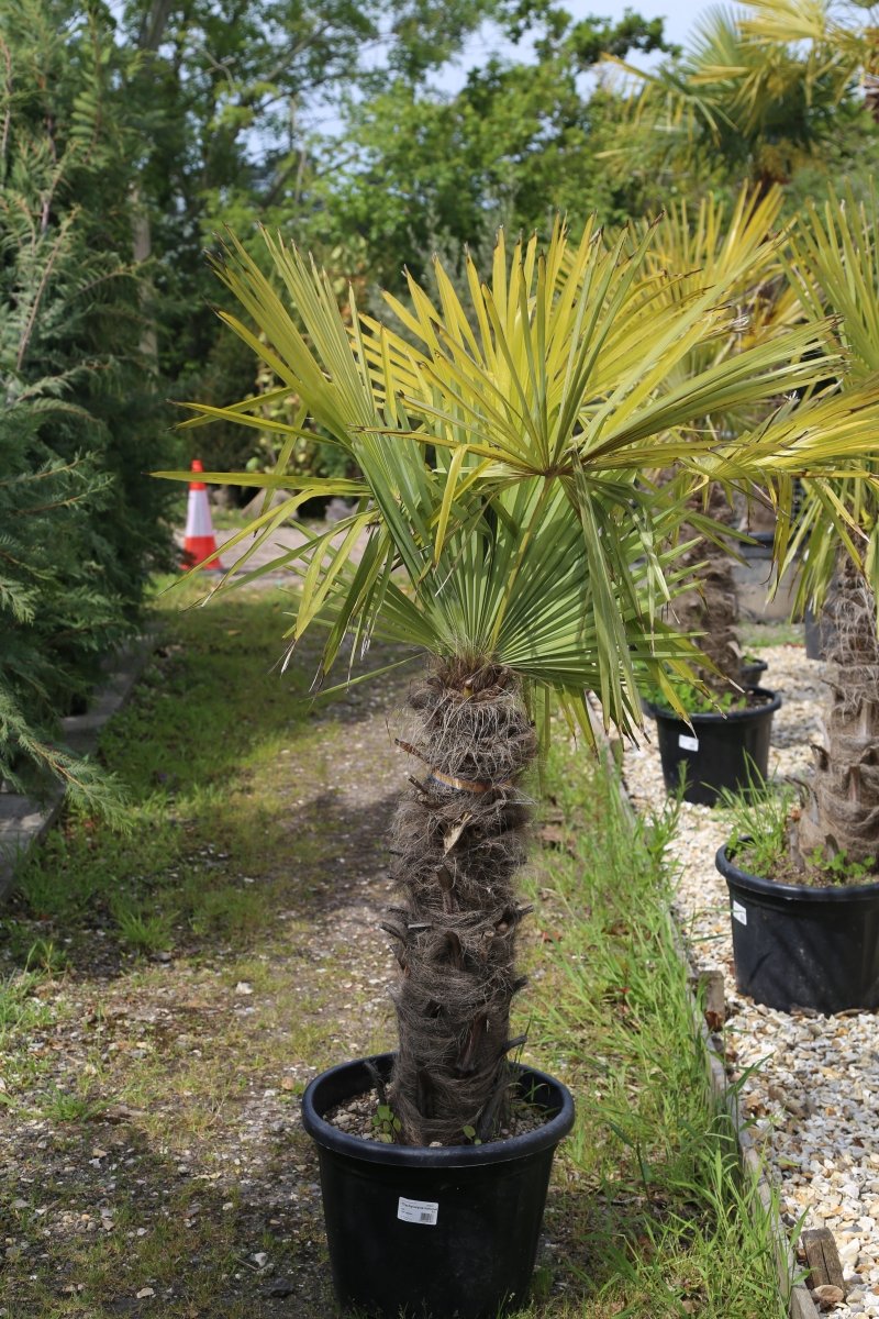 How to Care for Trachycarpus fortunei: A Guide to Keeping Your Windmill Palm Thriving - Web Garden Centre