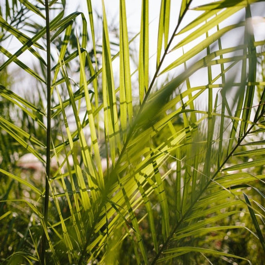 How to Protect Potted Palms in Winter: A Comprehensive Guide - Web Garden Centre
