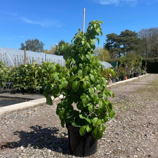Hydrangea Care Guide – Best Practice for UK Gardens 2025