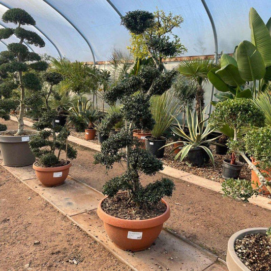 Ilex Crenata Cloud Tree Care Guide – How to Grow in the UK 2025