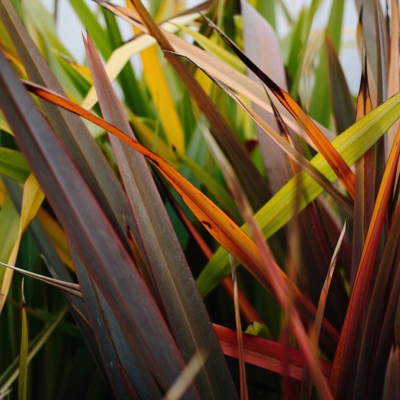 New Zealand Flax Varieties: Unveiling Nature's Palette - Web Garden Centre