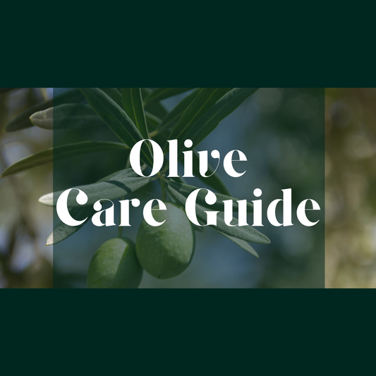 How to care for your Olive Tree
